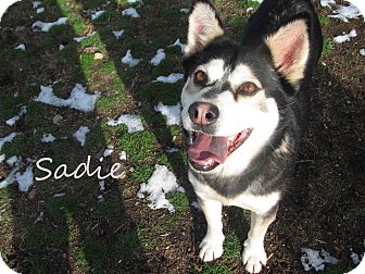 Husky Mix Dog for Sale in Hamilton, Montana - Sadie Husky Mix Dog for Sale in Hamilton, Montana - Sadie