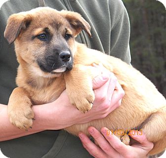 Shepherd (Unknown Type)/Labrador Retriever Mix Puppy for Sale in Sussex, New Jersey - Cinnamon Shepherd (Unknown Type)/Labrador Retriever Mix Puppy for Sale in Sussex, New Jersey - Cinnamon