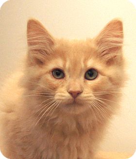 Maine Coon Kitten for Sale in Colorado Springs, Colorado - Harry Maine Coon Kitten for Sale in Colorado Springs, Colorado - Harry