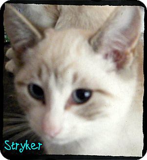 Siamese Kitten for Sale in shelton, Connecticut - Stryker Siamese Kitten for Sale in shelton, Connecticut - Stryker