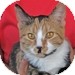 Domestic Shorthair Kitten for Sale in Vancouver, British Columbia - Kewe Domestic Shorthair Kitten for Sale in Vancouver, British Columbia - Kewe