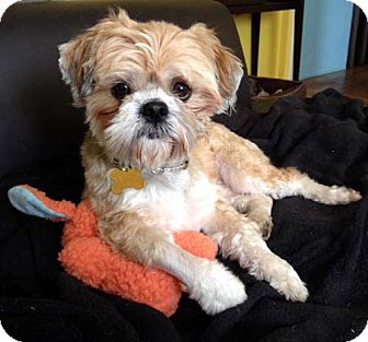 Lhasa Apso/Shih Tzu Mix Dog for Sale in Los Angeles, California - ROMEO Lhasa Apso/Shih Tzu Mix Dog for Sale in Los Angeles, California - ROMEO