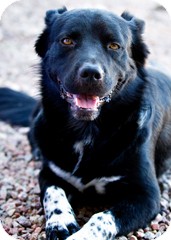Border Collie Dog for Sale in Phoenix, Arizona - Duke - Only $65 adoption fee! Border Collie Dog for Sale in Phoenix, Arizona - Duke - Only $65 adoption fee!