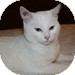 Domestic Shorthair Kitten for Sale in Vancouver, British Columbia - Bianca White Domestic Shorthair Kitten for Sale in Vancouver, British Columbia - Bianca White