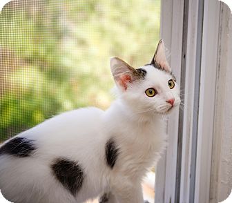 Domestic Shorthair Kitten for Sale in St. Louis, Missouri - Xavier Domestic Shorthair Kitten for Sale in St. Louis, Missouri - Xavier