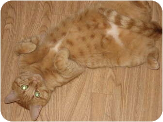 Egyptian Mau Cat for Sale in Huffman, Texas - Precious Egyptian Mau Cat for Sale in Huffman, Texas - Precious