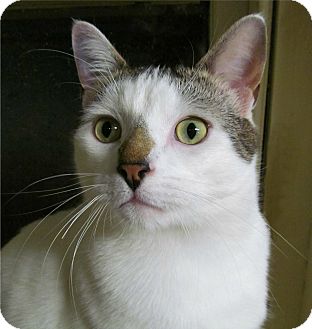 Domestic Shorthair Cat for Sale in Plainville, Massachusetts - Snowball Domestic Shorthair Cat for Sale in Plainville, Massachusetts - Snowball