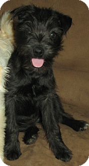 Schnauzer (Miniature)/Fox Terrier (Wirehaired) Mix Puppy for Sale in Manchester, Connecticut - Zinnie Schnauzer (Miniature)/Fox Terrier (Wirehaired) Mix Puppy for Sale in Manchester, Connecticut - Zinnie