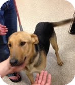 German Shepherd Dog Mix Dog for Sale in Modesto, California - Heidi German Shepherd Dog Mix Dog for Sale in Modesto, California - Heidi