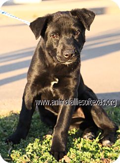 Labrador Retriever/Border Collie Mix Puppy for Sale in Garland, Texas - Tess Labrador Retriever/Border Collie Mix Puppy for Sale in Garland, Texas - Tess