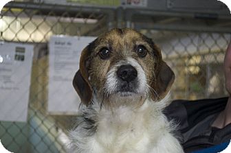 Beagle/Terrier (Unknown Type, Medium) Mix Dog for Sale in New cumberland, West Virginia - McLovin Beagle/Terrier (Unknown Type, Medium) Mix Dog for Sale in New cumberland, West Virginia - McLovin