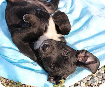 Labrador Retriever/Australian Shepherd Mix Puppy for Sale in Washington, D.C. - Grits Labrador Retriever/Australian Shepherd Mix Puppy for Sale in Washington, D.C. - Grits