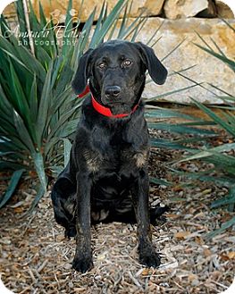 Labrador Retriever Mix Dog for Sale in Granbury, Texas - Josie Labrador Retriever Mix Dog for Sale in Granbury, Texas - Josie