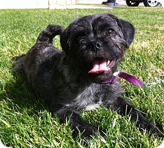 Brussels Griffon/Pug Mix Puppy for Sale in Irvine, California - Adorable JOHNNY Brussels Griffon/Pug Mix Puppy for Sale in Irvine, California - Adorable JOHNNY