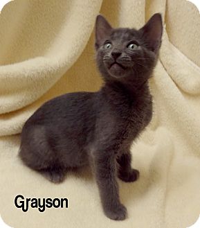 Domestic Shorthair Kitten for Sale in Bentonville, Arkansas - Grayson Domestic Shorthair Kitten for Sale in Bentonville, Arkansas - Grayson