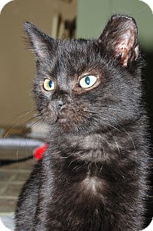 Domestic Shorthair Kitten for Sale in St. Louis, Missouri - Baxter Domestic Shorthair Kitten for Sale in St. Louis, Missouri - Baxter