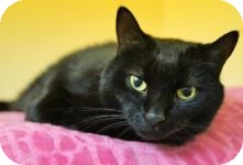 Domestic Shorthair Cat for Sale in Medford, Massachusetts - Grrr Domestic Shorthair Cat for Sale in Medford, Massachusetts - Grrr