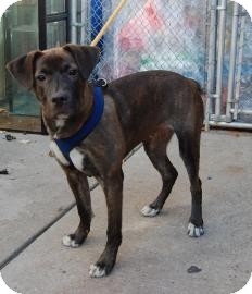 American Pit Bull Terrier Mix Puppy for Sale in Brooklyn, New York - Bocce American Pit Bull Terrier Mix Puppy for Sale in Brooklyn, New York - Bocce