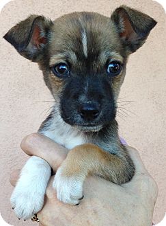 Chihuahua Puppy for Sale in Thousand Oaks, California - Donny Chihuahua Puppy for Sale in Thousand Oaks, California - Donny