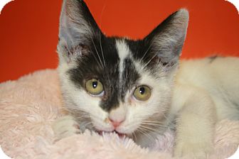 Domestic Shorthair Kitten for Sale in SILVER SPRING, Maryland - BELLA Domestic Shorthair Kitten for Sale in SILVER SPRING, Maryland - BELLA