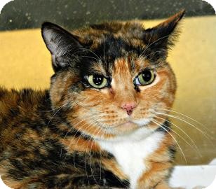 Domestic Shorthair Cat for Sale in Cheyenne, Wyoming - Sheba Domestic Shorthair Cat for Sale in Cheyenne, Wyoming - Sheba