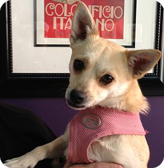 Chihuahua Mix Dog for Sale in Thousand Oaks, California - Sienna Chihuahua Mix Dog for Sale in Thousand Oaks, California - Sienna