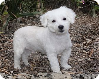 Poodle (Miniature)/Maltese Mix Dog for Sale in North Palm Beach, Florida - Buddy Poodle (Miniature)/Maltese Mix Dog for Sale in North Palm Beach, Florida - Buddy
