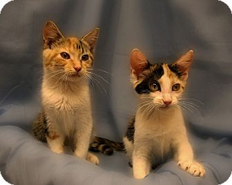 Domestic Shorthair Kitten for Sale in Richmond, Virginia - Honey Boo Boo and Chickadee Domestic Shorthair Kitten for Sale in Richmond, Virginia - Honey Boo Boo and Chickadee