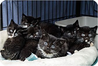 Domestic Shorthair Kitten for Sale in Salem, New Hampshire - Kittens! Kittens! Kittens! Domestic Shorthair Kitten for Sale in Salem, New Hampshire - Kittens! Kittens! Kittens!