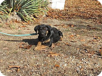 German Shepherd Dog Mix Puppy for Sale in Oakland, Arkansas - Jacqueline German Shepherd Dog Mix Puppy for Sale in Oakland, Arkansas - Jacqueline