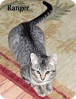 Domestic Shorthair Cat for Sale in Bentonville, Arkansas - Ranger Domestic Shorthair Cat for Sale in Bentonville, Arkansas - Ranger