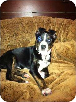 Rottweiler/American Pit Bull Terrier Mix Puppy for Sale in Plainfield, Illinois - Annie Rottweiler/American Pit Bull Terrier Mix Puppy for Sale in Plainfield, Illinois - Annie