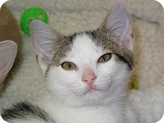 Domestic Shorthair Cat for Sale in Port Republic, Maryland - Babee Domestic Shorthair Cat for Sale in Port Republic, Maryland - Babee