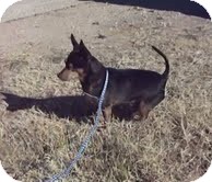 Chihuahua Dog for Sale in Midland, Texas - Apollo Chihuahua Dog for Sale in Midland, Texas - Apollo