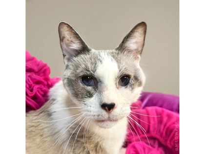 Phoenix AZ Siamese Domestic Shorthair Meet Sunflower A Pet For