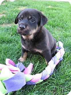Rottweiler/Shepherd (Unknown Type) Mix Puppy for Sale in Saskatoon, Saskatchewan - Meg Rottweiler/Shepherd (Unknown Type) Mix Puppy for Sale in Saskatoon, Saskatchewan - Meg