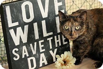 Domestic Shorthair Cat for Sale in Dover, Ohio - Ebbie Domestic Shorthair Cat for Sale in Dover, Ohio - Ebbie