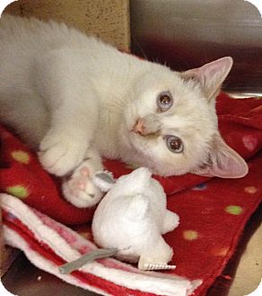 Siamese Cat for Sale in Kansas City, Missouri - Alene Siamese Cat for Sale in Kansas City, Missouri - Alene