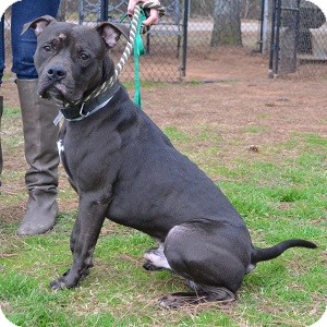 Pit Bull Terrier Mix Dog for Sale in Athens, Georgia - Dexter Pit Bull Terrier Mix Dog for Sale in Athens, Georgia - Dexter