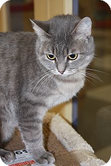 Domestic Shorthair Cat for Sale in Phoenix, Arizona - Tiffy Domestic Shorthair Cat for Sale in Phoenix, Arizona - Tiffy