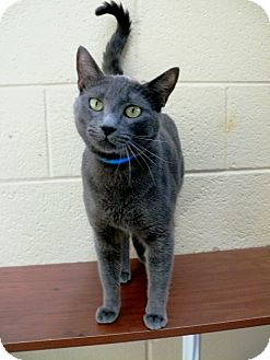 Domestic Shorthair Cat for Sale in Chula Vista, California - Mickey Finn Domestic Shorthair Cat for Sale in Chula Vista, California - Mickey Finn