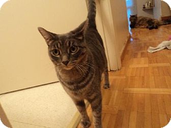 Domestic Shorthair Cat for Sale in Toronto, Ontario - Lady Domestic Shorthair Cat for Sale in Toronto, Ontario - Lady