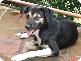 German Shepherd Dog/Collie Mix Dog for Sale in Calgary/Edmonton, Alberta - Chase German Shepherd Dog/Collie Mix Dog for Sale in Calgary/Edmonton, Alberta - Chase