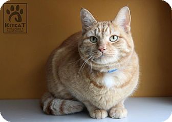 Domestic Shorthair Cat for Sale in Lancaster, Massachusetts - Pumpkin Domestic Shorthair Cat for Sale in Lancaster, Massachusetts - Pumpkin
