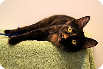 Domestic Shorthair Cat for Sale in Colorado Springs, Colorado - Clementine Domestic Shorthair Cat for Sale in Colorado Springs, Colorado - Clementine