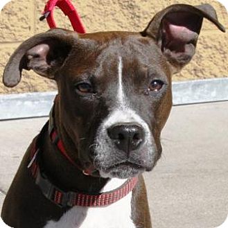 American Pit Bull Terrier/Boxer Mix Puppy for Sale in Gilbert, Arizona - Vader American Pit Bull Terrier/Boxer Mix Puppy for Sale in Gilbert, Arizona - Vader