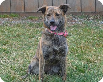 Shepherd (Unknown Type) Mix Dog for Sale in New cumberland, West Virginia - Rosetta Shepherd (Unknown Type) Mix Dog for Sale in New cumberland, West Virginia - Rosetta