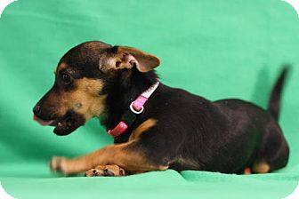 Chihuahua/Dachshund Mix Puppy for Sale in Broomfield, Colorado - Tagalong Chihuahua/Dachshund Mix Puppy for Sale in Broomfield, Colorado - Tagalong
