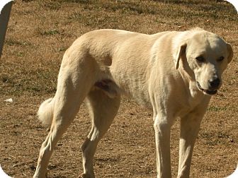 Great Pyrenees/Labrador Retriever Mix Dog for Sale in Puyallup, Washington - Porter Great Pyrenees/Labrador Retriever Mix Dog for Sale in Puyallup, Washington - Porter