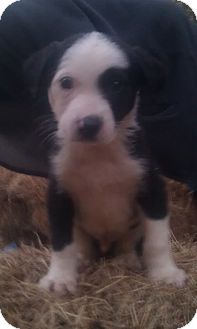 Newfoundland Mix Puppy for Sale in Stamford, Connecticut - Erik Newfoundland Mix Puppy for Sale in Stamford, Connecticut - Erik